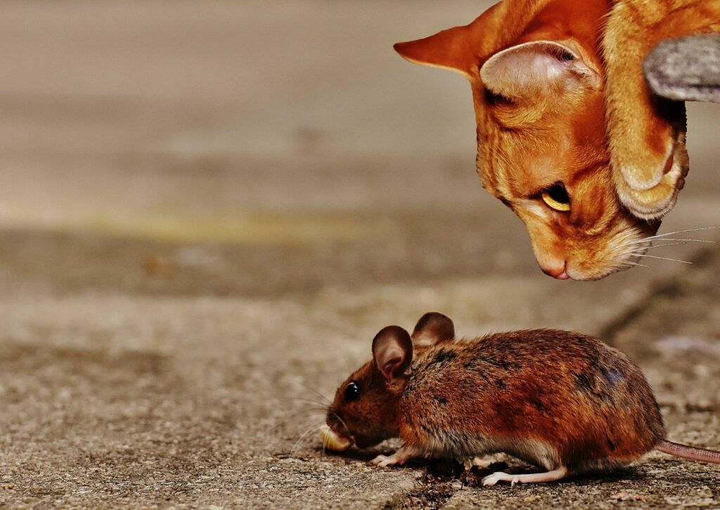 Waarom katten muizen brengen - een rosse kat kijkt naar een muis