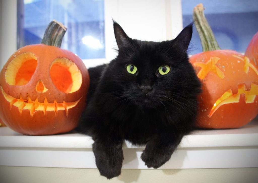 Halloween kat - zwarte kat tussen pompoenen