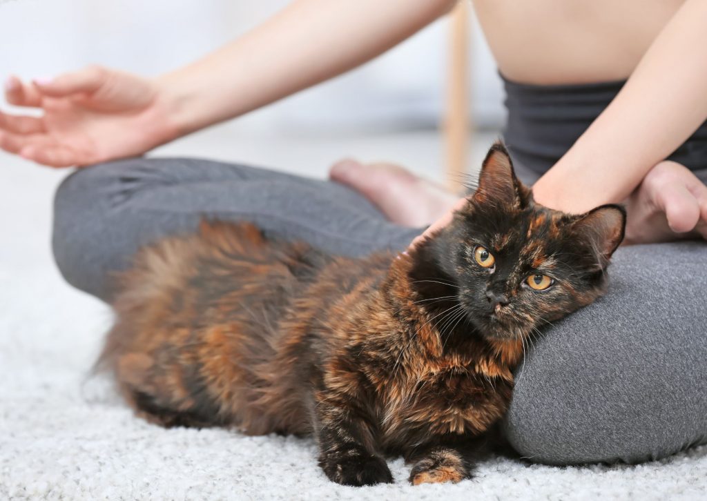 's nachts kat rustig - kat ligt bij vrouw die yoga doet