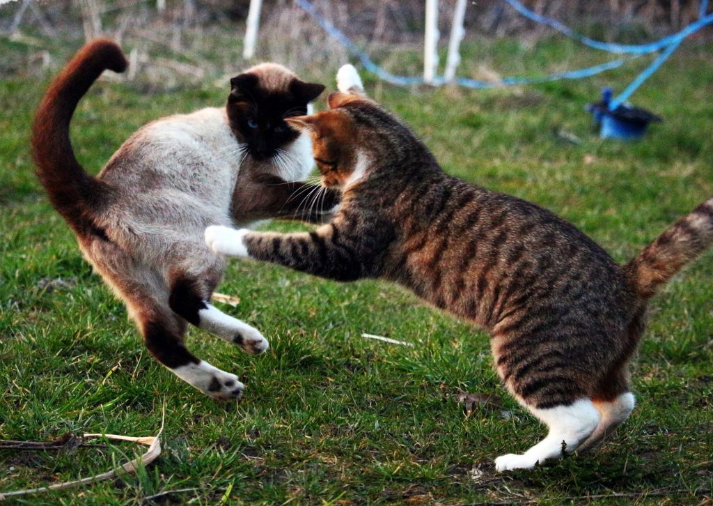 Wat doen als de ene kat de andere kat aanvalt?