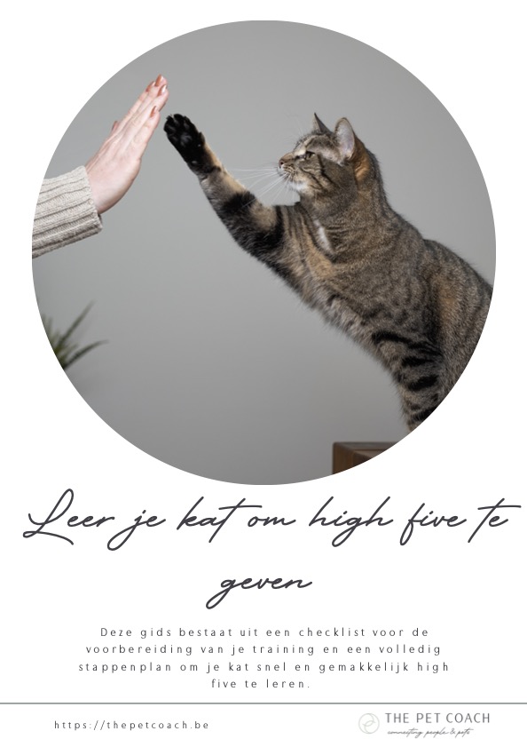 Gratis - train je kat high five