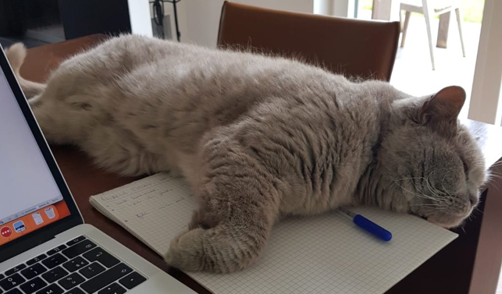Catsitting Overijse - Chili is lying down with me during a home visit