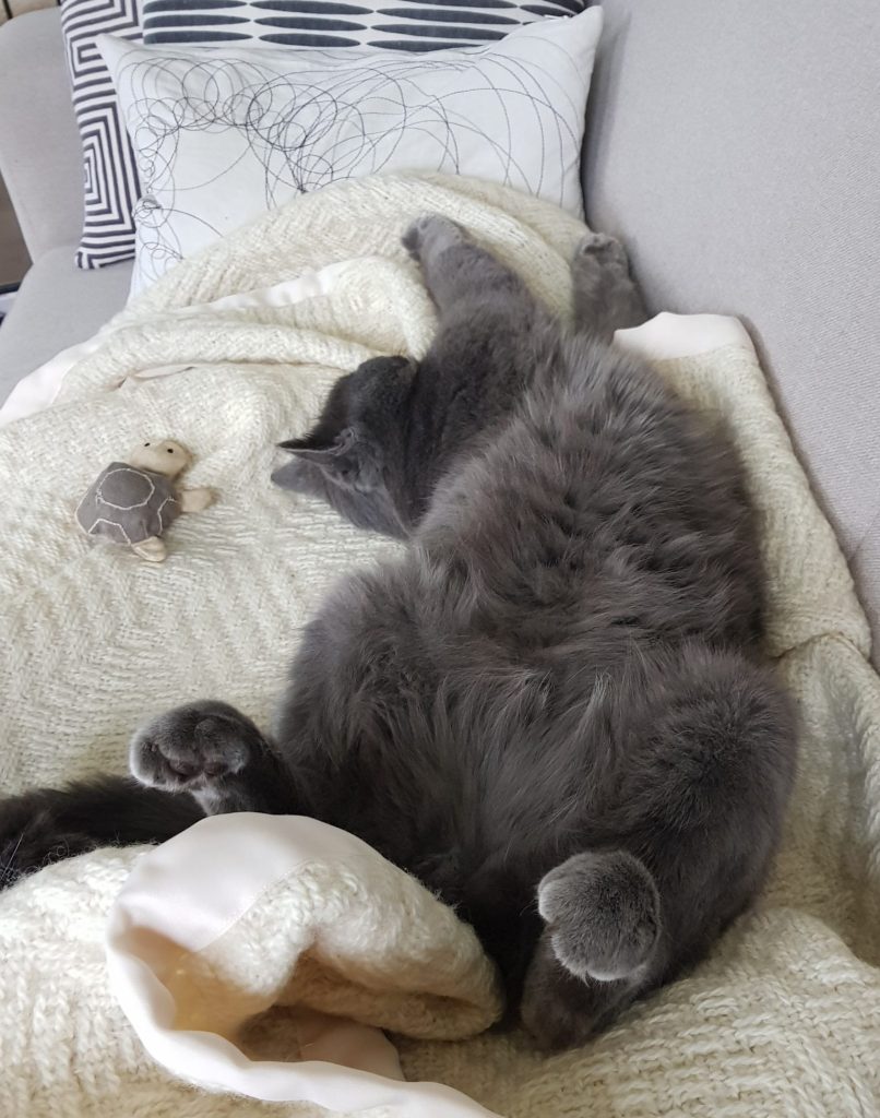 Catsitting Overijse - Django relaxes during a visit at his home