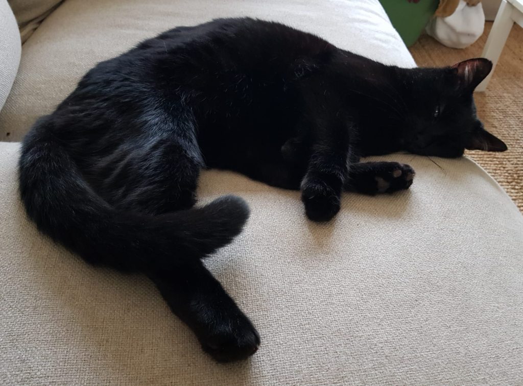 Catsitting Overijse - black cat Onyx gets attention on his terms