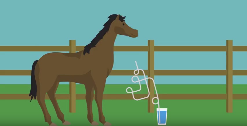 Två bra sätt för hästar att dricka mer vatten