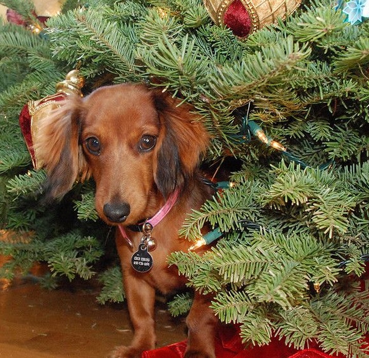 Ten Animals Who Think Its Time to Take Down The Christmas Tree