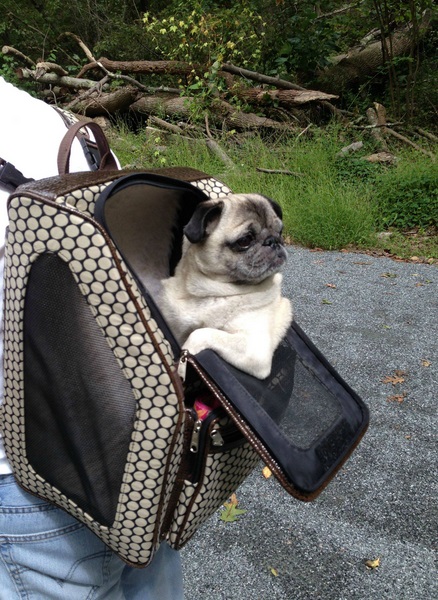 Top 10 Crazy Ways To Transport a Pug