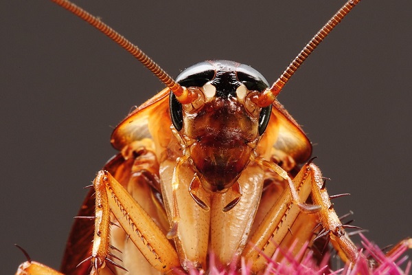 Ten Interesting And Fascinating Facts About Cockroaches