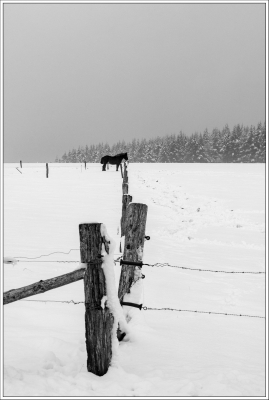 paysage enneigé, neige, épure blanche, clôture, cheval