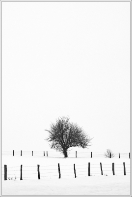 paysage enneigé, neige, épure blanche, clôture, arbre