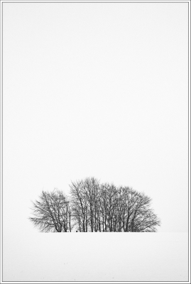 paysage enneigé, neige, épure blanche, arbre