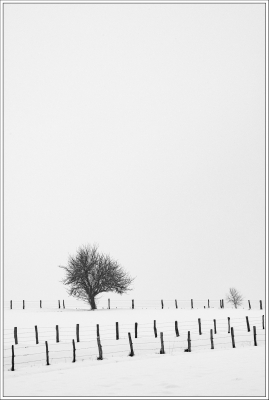 paysage enneigé, neige, épure blanche, clôture, arbre