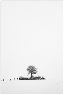 paysage enneigé, neige, épure blanche, clôture, arbre
