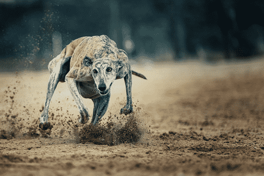 greyhound racing