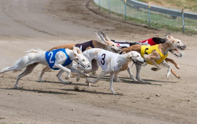 Greyhound Racing Betting