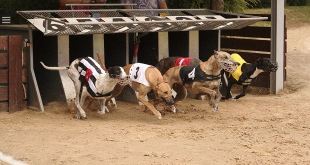 Greyhound Betting Site