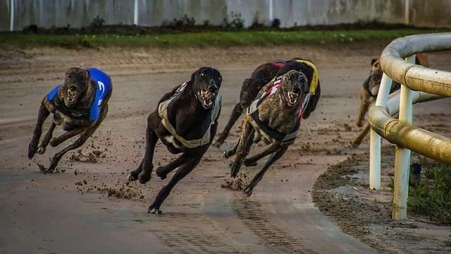 Trends and Patterns for the English Greyhound Derby