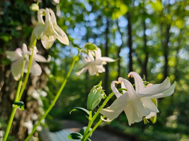 Akleja ’Alba’