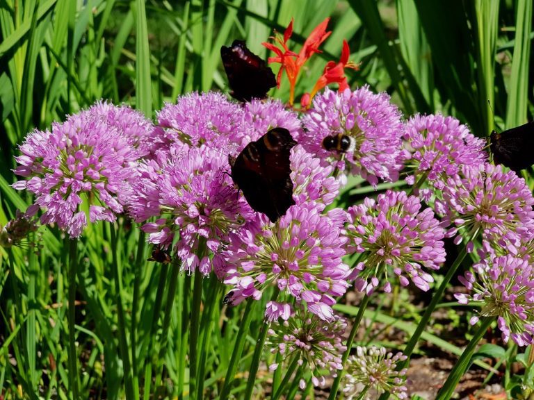 Allium ’Millenium’