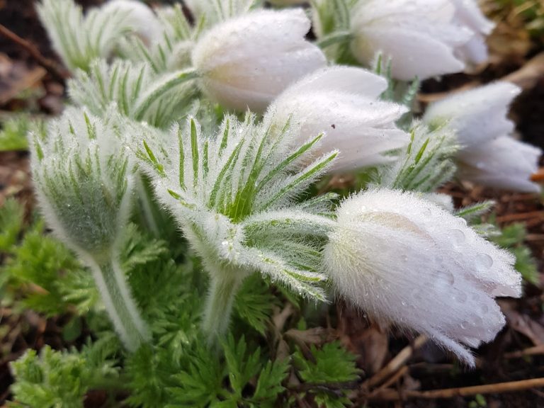 Backsippa ’Alba’