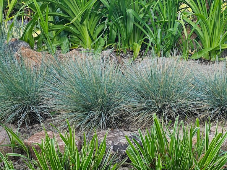 Blåsvingel ’Elijah Blue’