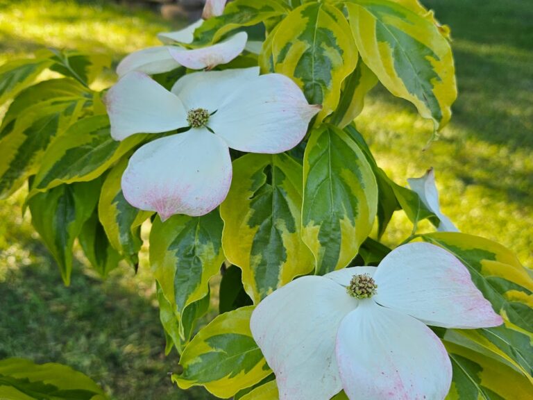 Blomsterkornell ’Celestial Shadow’