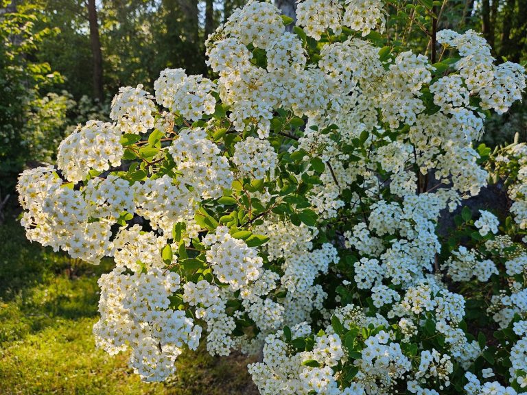 Bukettspirea