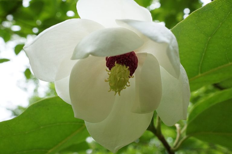 Buskmagnolia