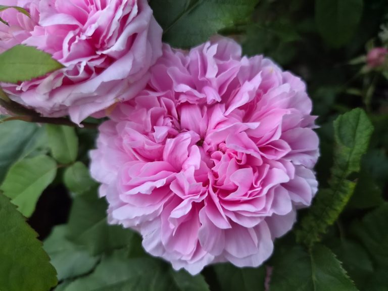 Ros ’Jacques Cartier’