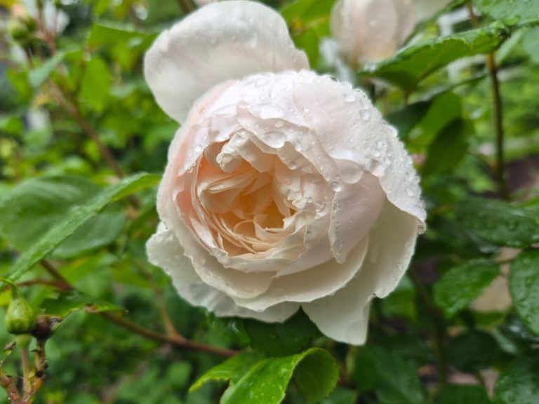 Ros ’Desdemona’