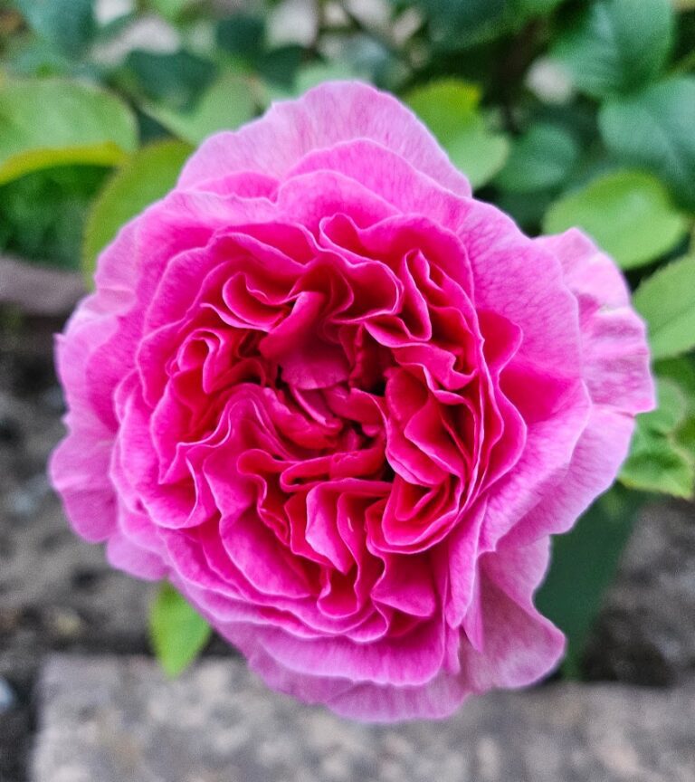 Ros ’England’s Rose’