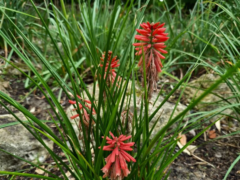 Fackellilja ’Little Rocket Red’
