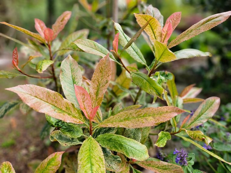 Glansmispel ’Pink Crispy’