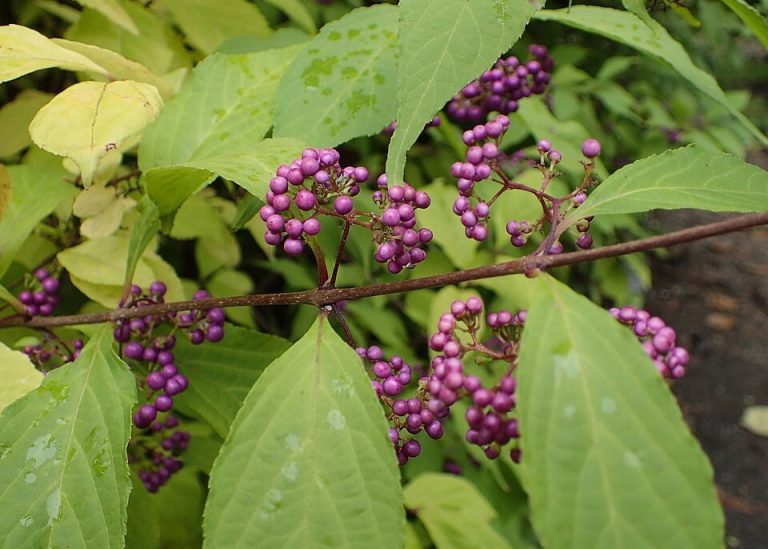 Glasbär ’Profusion’