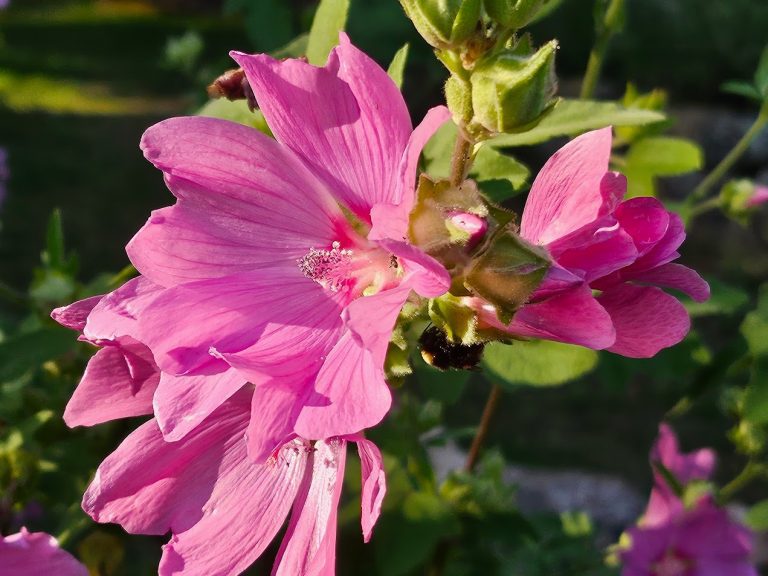 Gråmalva ’Rosea’