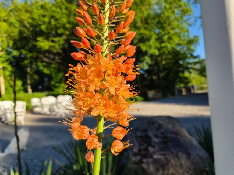 Hybridstäpplilja ’Pinokkio’