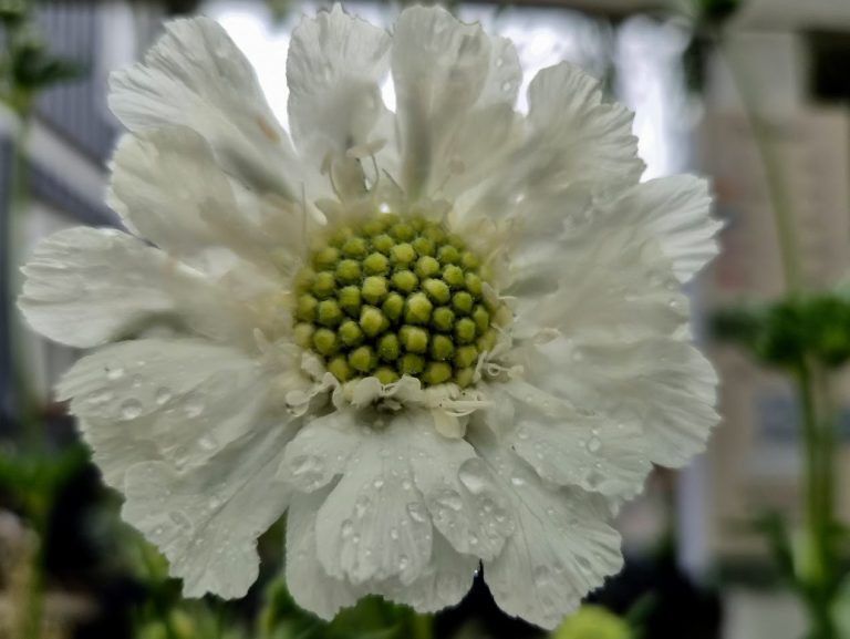 Höstvädd ’Perfecta Alba’