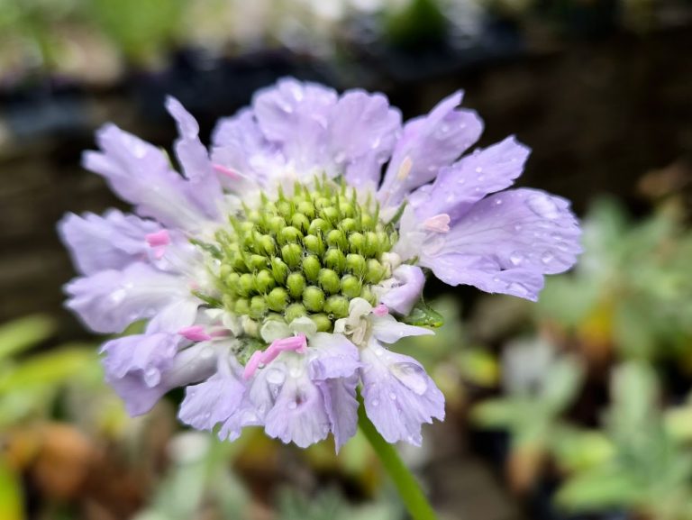 Höstvädd ’Perfecta Blue’