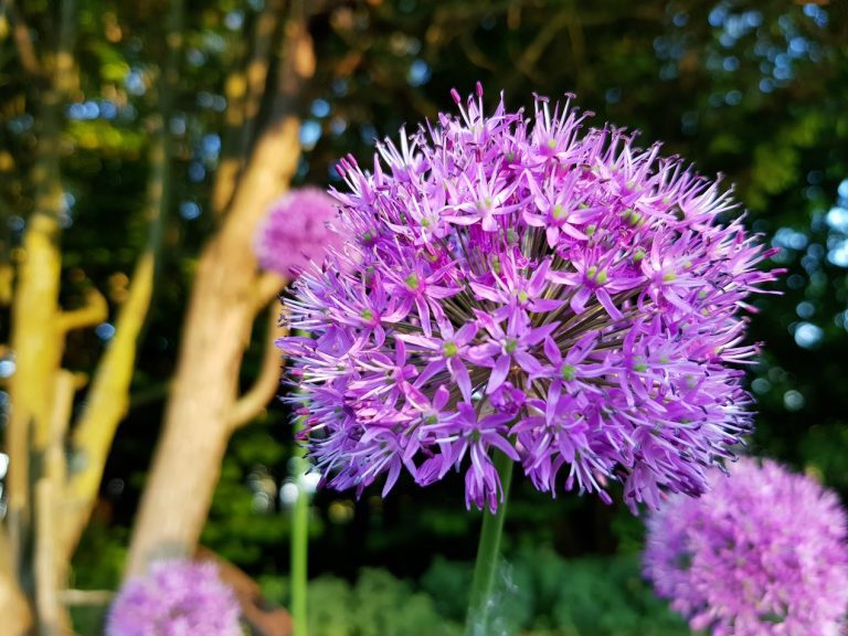 Jätteallium