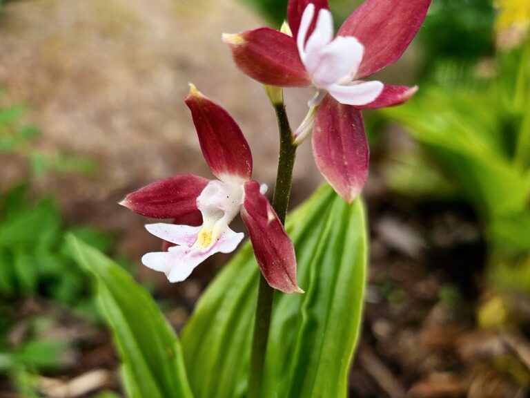 Kalanthe ’Red Star’