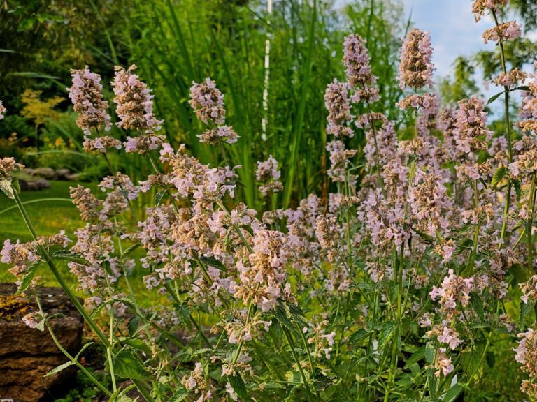 Kantnepeta ’Amelia’