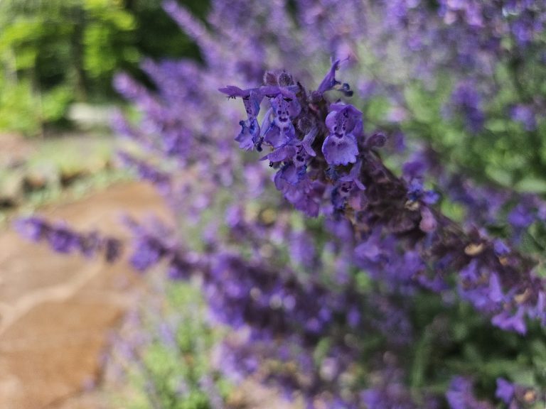 Kantnepeta ’Walker’s Low’