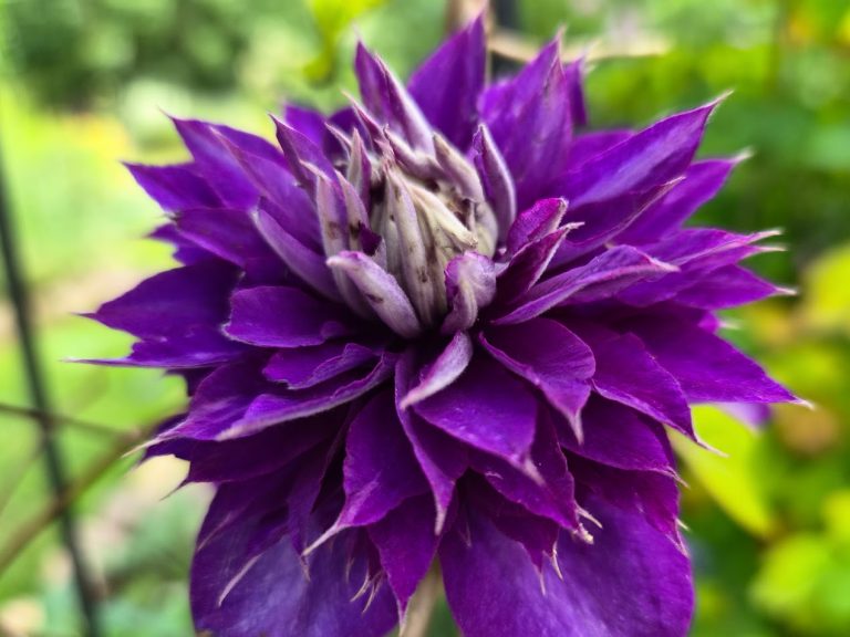Klematis ’Multi Blue’