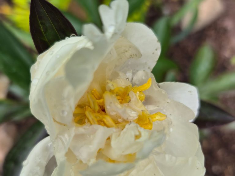 Luktpion ’Honey Gold’