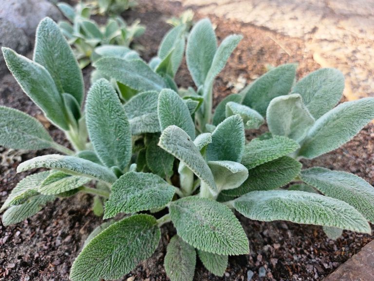 Lammöron ’Silver Carpet’