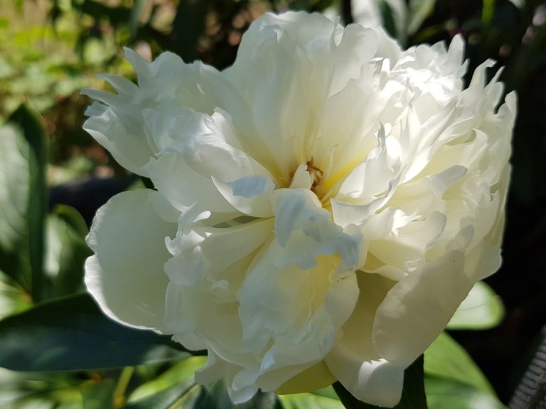 Luktpion ’Duchesse de Nemours’