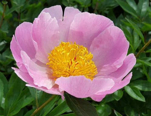 Luktpion ’Nymphe’