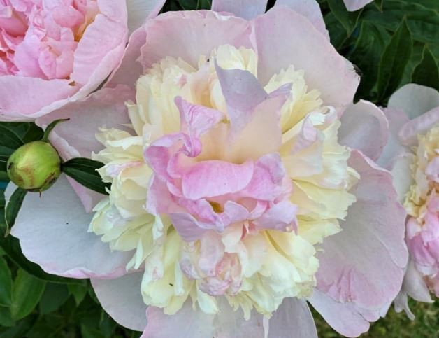 Luktpion ’Raspberry Sundae’
