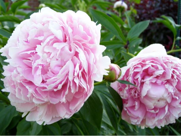 Luktpion ’Sarah Bernhardt’