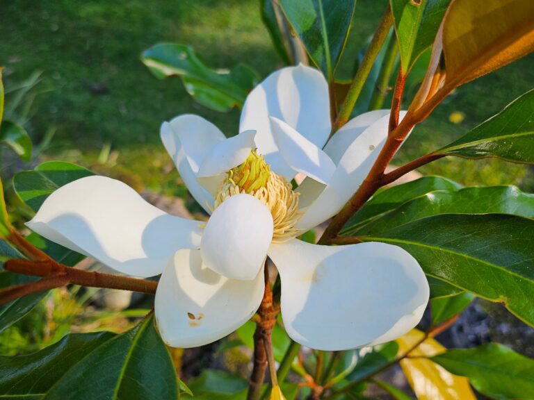 Magnolia ’Kay Parris’